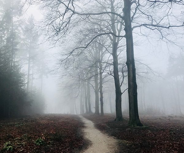 A quiet tree lined path in morning mist
